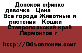 Донской сфинкс девочка › Цена ­ 15 000 - Все города Животные и растения » Кошки   . Ставропольский край,Лермонтов г.